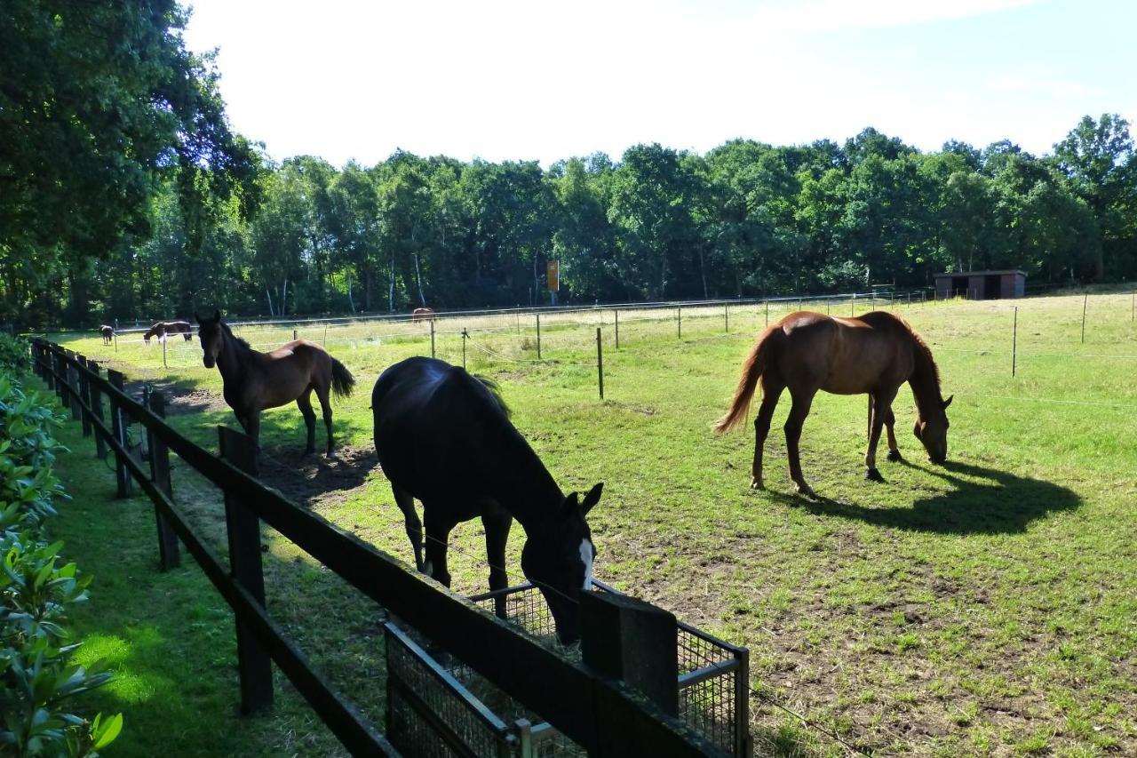 Grosse Ferienwohnung, Auf Bauernhof Mit Ponys Und Pferden, Laendlich Und Ruhig, Naehe Duemmer See Holdorf Экстерьер фото