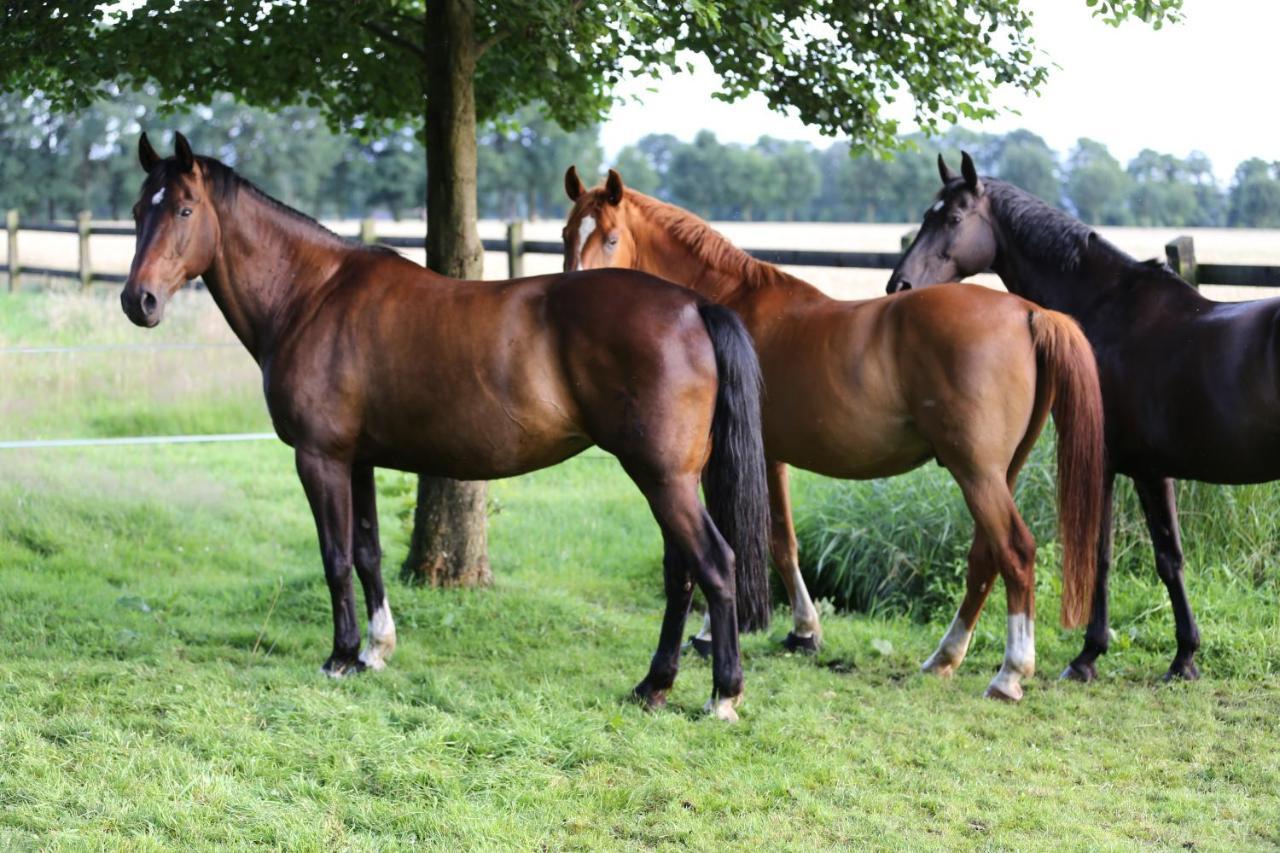 Grosse Ferienwohnung, Auf Bauernhof Mit Ponys Und Pferden, Laendlich Und Ruhig, Naehe Duemmer See Holdorf Экстерьер фото